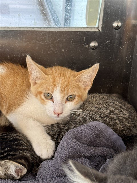 POP - Domestic Short Hair for adoption in Grand Prairie