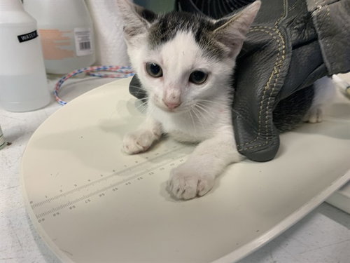 BANG - Domestic Short Hair available for adoption