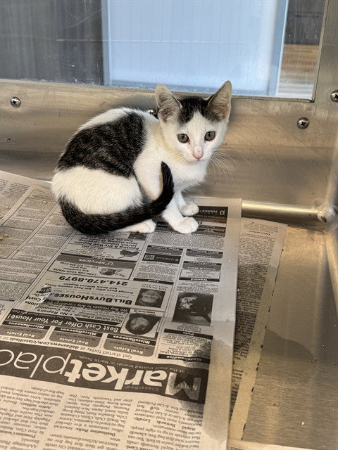 BANG - Domestic Short Hair for adoption in Grand Prairie