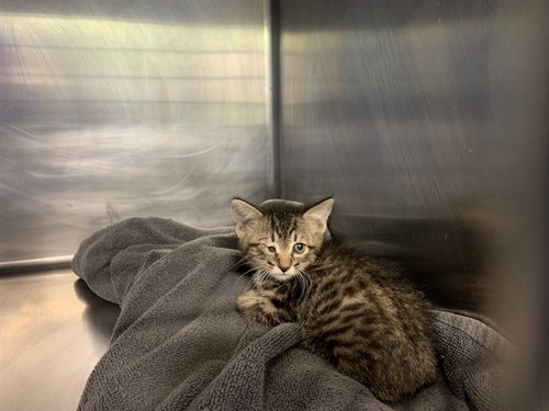 CRUST - Domestic Short Hair available for adoption