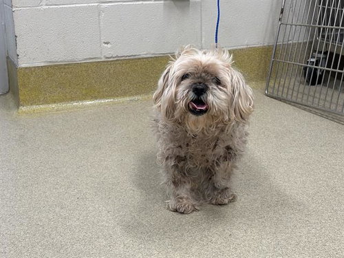 OREJITAS, an adoptable Maltese in Grand Prairie, TX