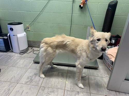 BELLA - Siberian Husky available for adoption
