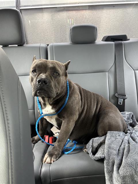 BECCA, an adoptable American Bulldog in Grand Prairie, TX