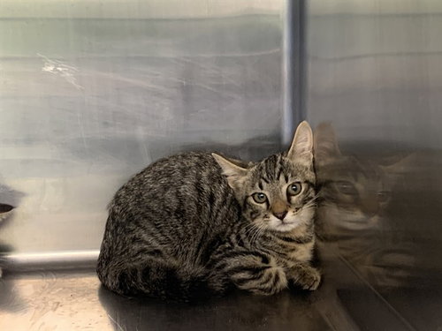 ICE CUBE, an adoptable Domestic Short Hair in Grand Prairie, TX