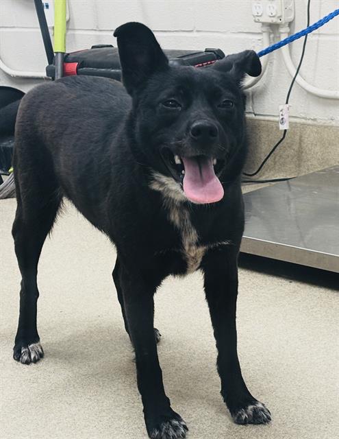 AMERICA, an adoptable Australian Cattle Dog in Grand Prairie, TX