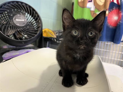 Nova