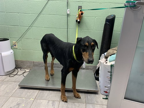 SAMMY, an adoptable Doberman Pinscher in Grand Prairie, TX