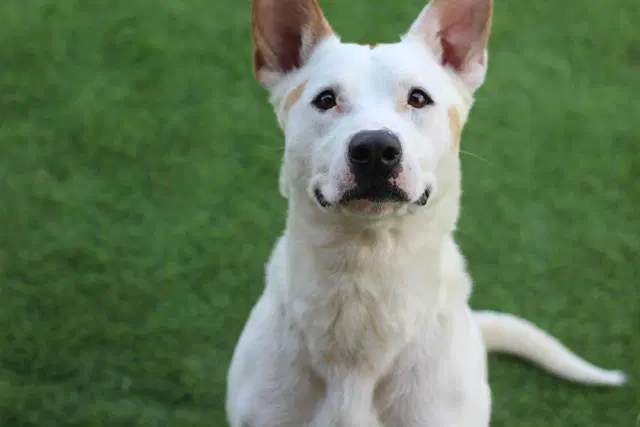 Oliver - American Staffordshire Terrier