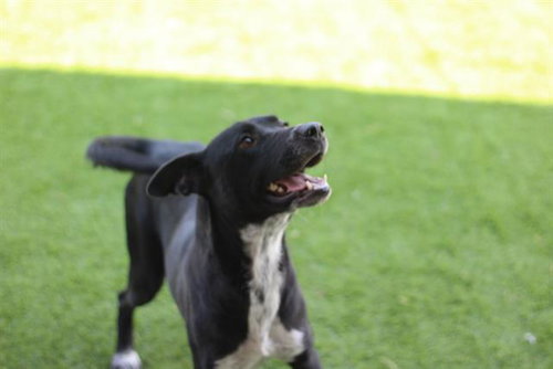 picture of the dog needing adoption