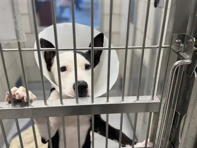 Cherry Pie - American Staffordshire Terrier