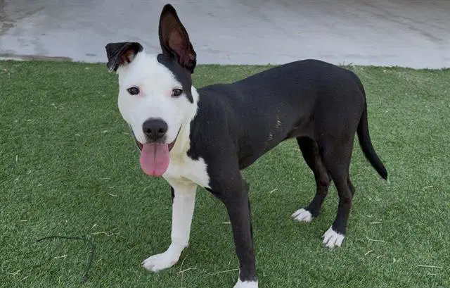 Cherry Pie - American Staffordshire Terrier
