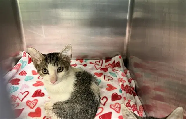 Sassy - Domestic Short Hair
