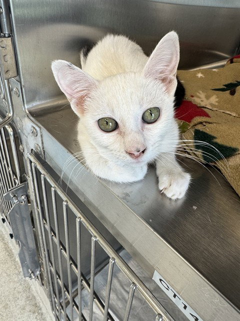 picture of the cat needing adoption