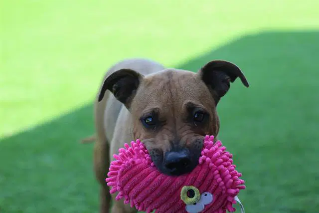 Amy Lynn - Black Mouth Cur