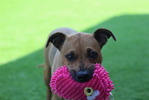 picture of the dog needing adoption