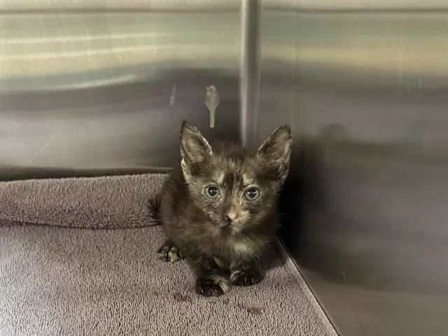 Rachel - Domestic Short Hair
