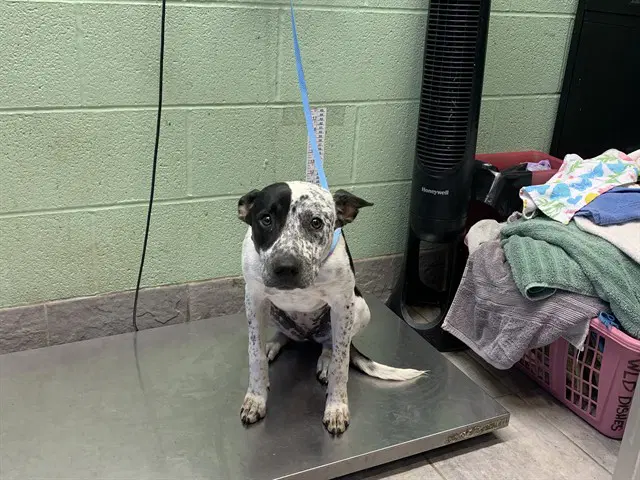 Dottie - Australian Cattle Dog/Blue Heeler