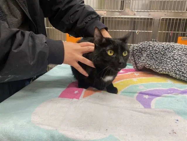 Mazey - Domestic Short Hair