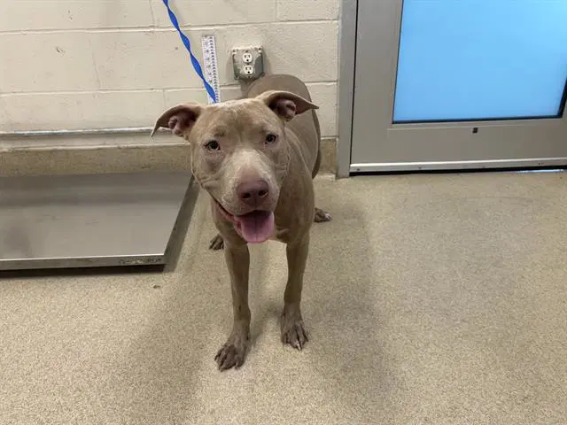 Sissy - American Staffordshire Terrier