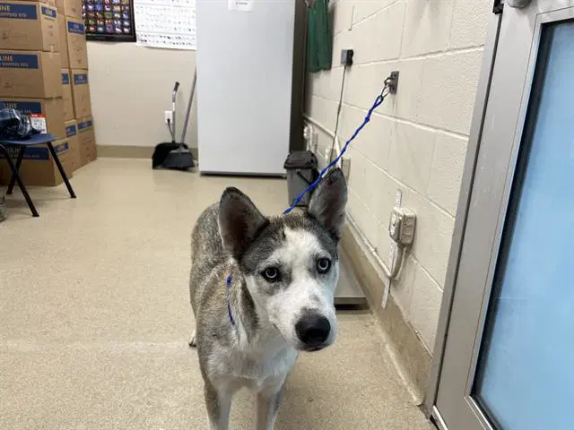 Twila - Siberian Husky