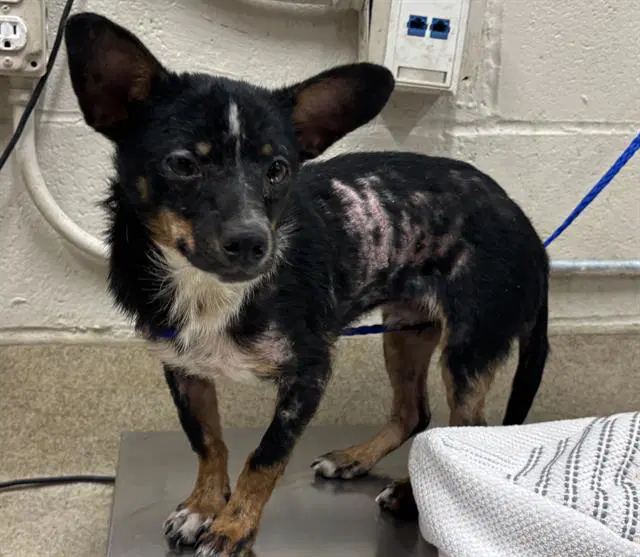 Elmo - Chihuahua