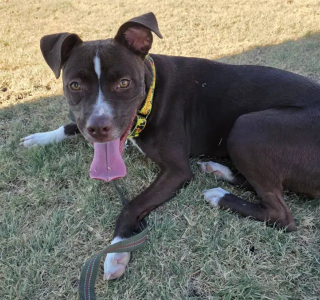 Thin Mint - Patterdale Terrier (Fell Terrier)