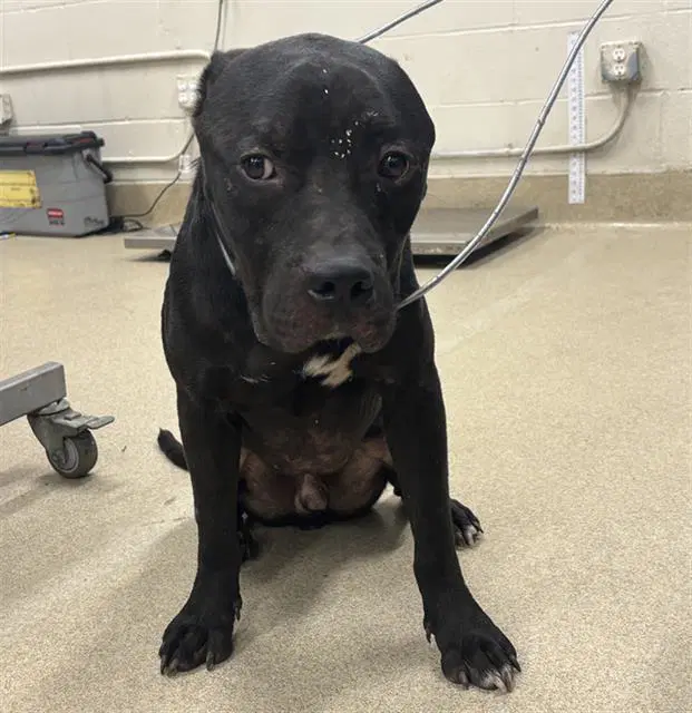 Bishop - American Staffordshire Terrier