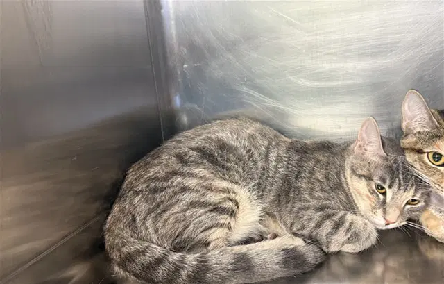 Blanche - Domestic Short Hair