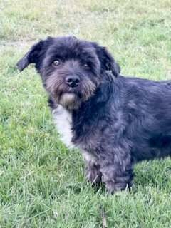 Grinch, Shih Tzu / Mixed (medium coat)