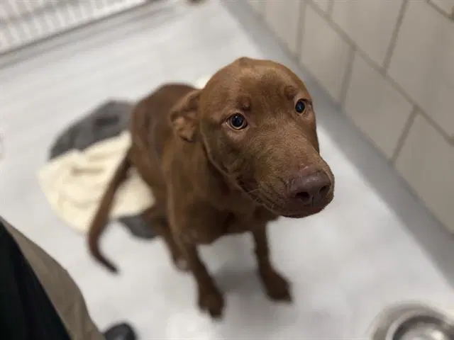 Butter Side Down - Labrador Retriever