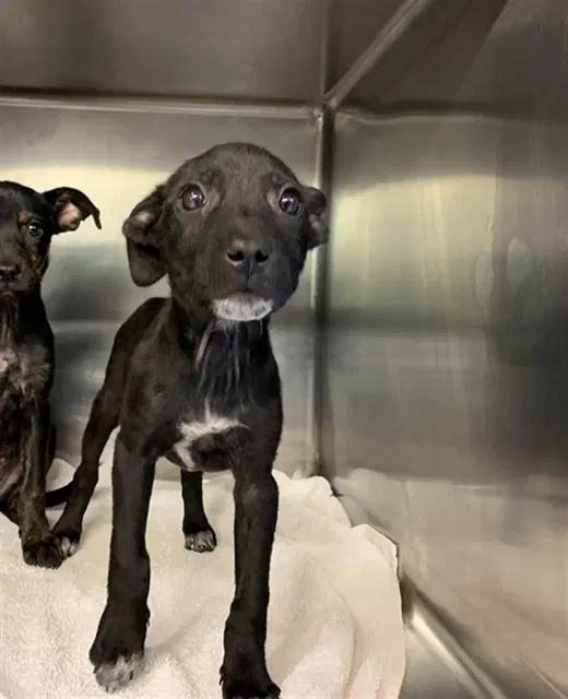 Wednesday Love - American Staffordshire Terrier