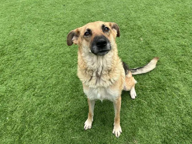 Gretchen - German Shepherd Dog