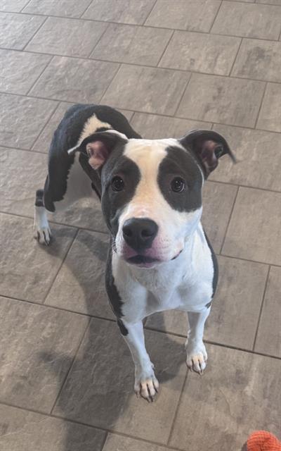 picture of the dog needing adoption