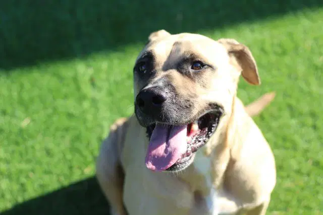 Charlie - Mastiff