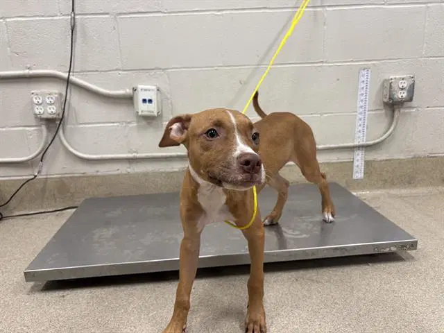 Bud - American Staffordshire Terrier