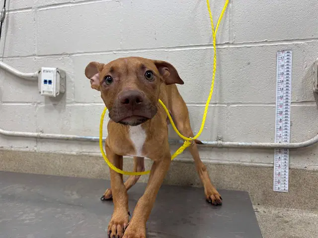 Miller - American Staffordshire Terrier