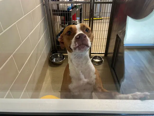 Reba - American Staffordshire Terrier