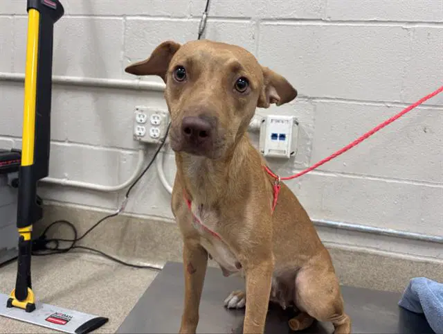 Unknown - Black Mouth Cur