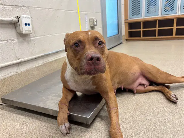 Patsy - American Staffordshire Terrier