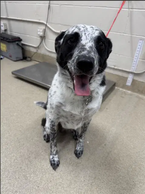 Maze - Australian Cattle Dog/Blue Heeler