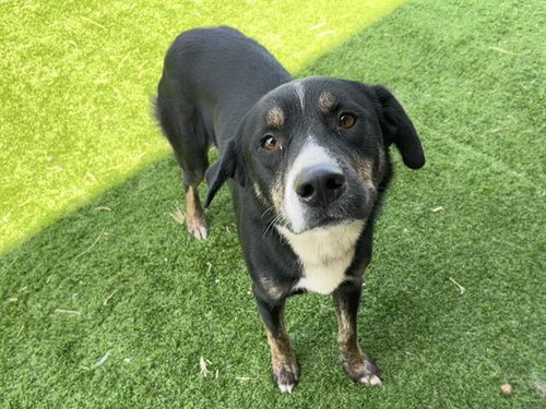 picture of the dog needing adoption