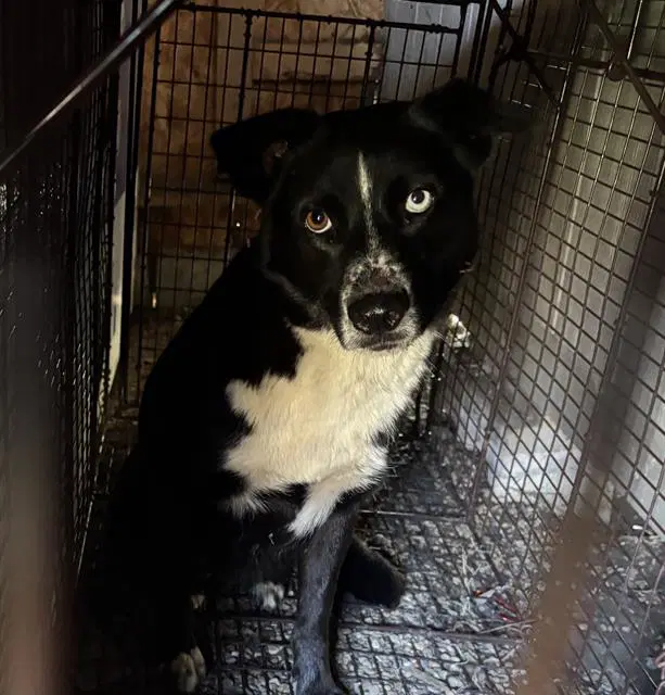 Sweet Tea - Border Collie