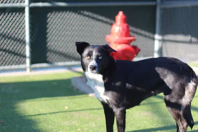Sweet Tea - Border Collie