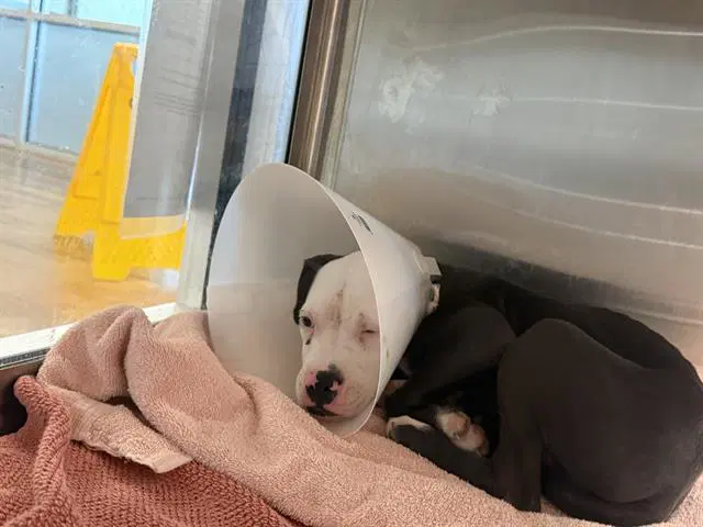 Tapatio - American Pit Bull Terrier
