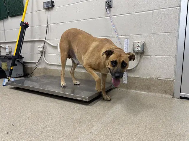 Bertha - American Staffordshire Terrier