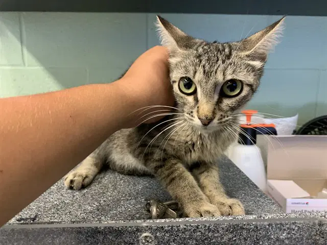 Felicia - Domestic Short Hair