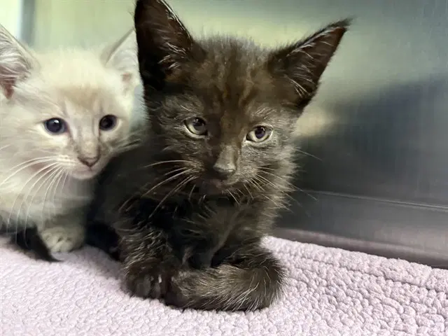 Unknown - Domestic Short Hair