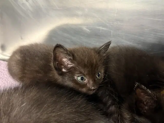 Brown - Domestic Short Hair
