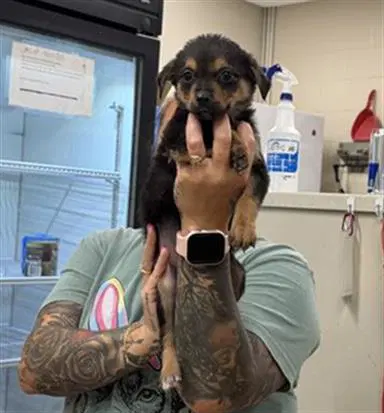 Paprika - German Shepherd Dog