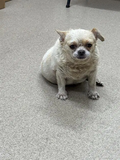 Carl - Chihuahua